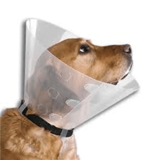 Collar Isabelino perro 15 CM