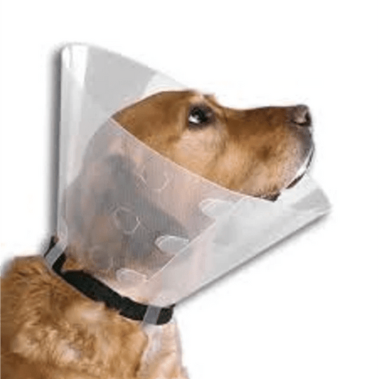 Collar Isabelino perro 15 CM