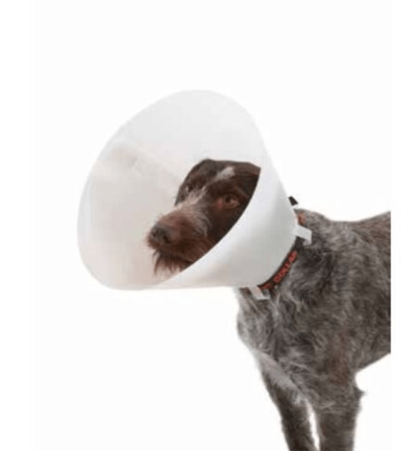 Collar Isabelino  perro 25CM