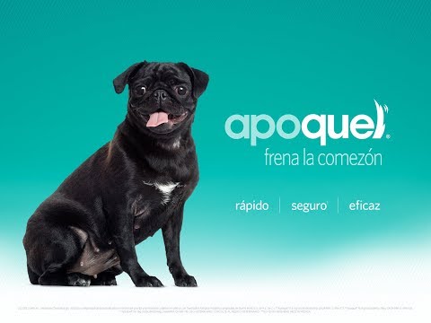 Apoquel 16mg X 20 comp.