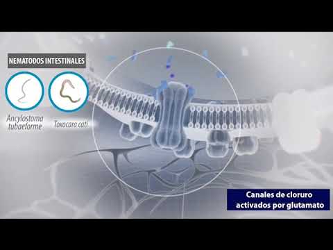 Revolution plus gato 2.5-5 kg x 1 unid