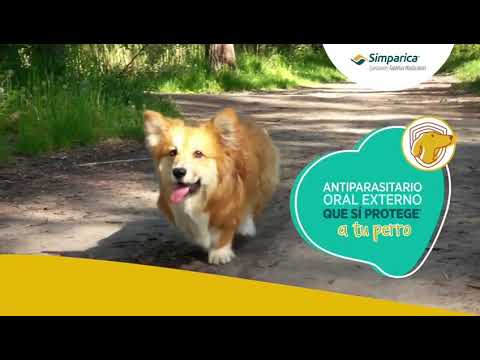 Simparica 20 – 40 kilos x 1 comp.